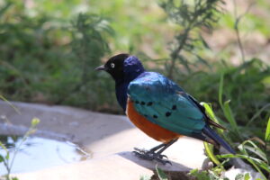 Kitulo National Park